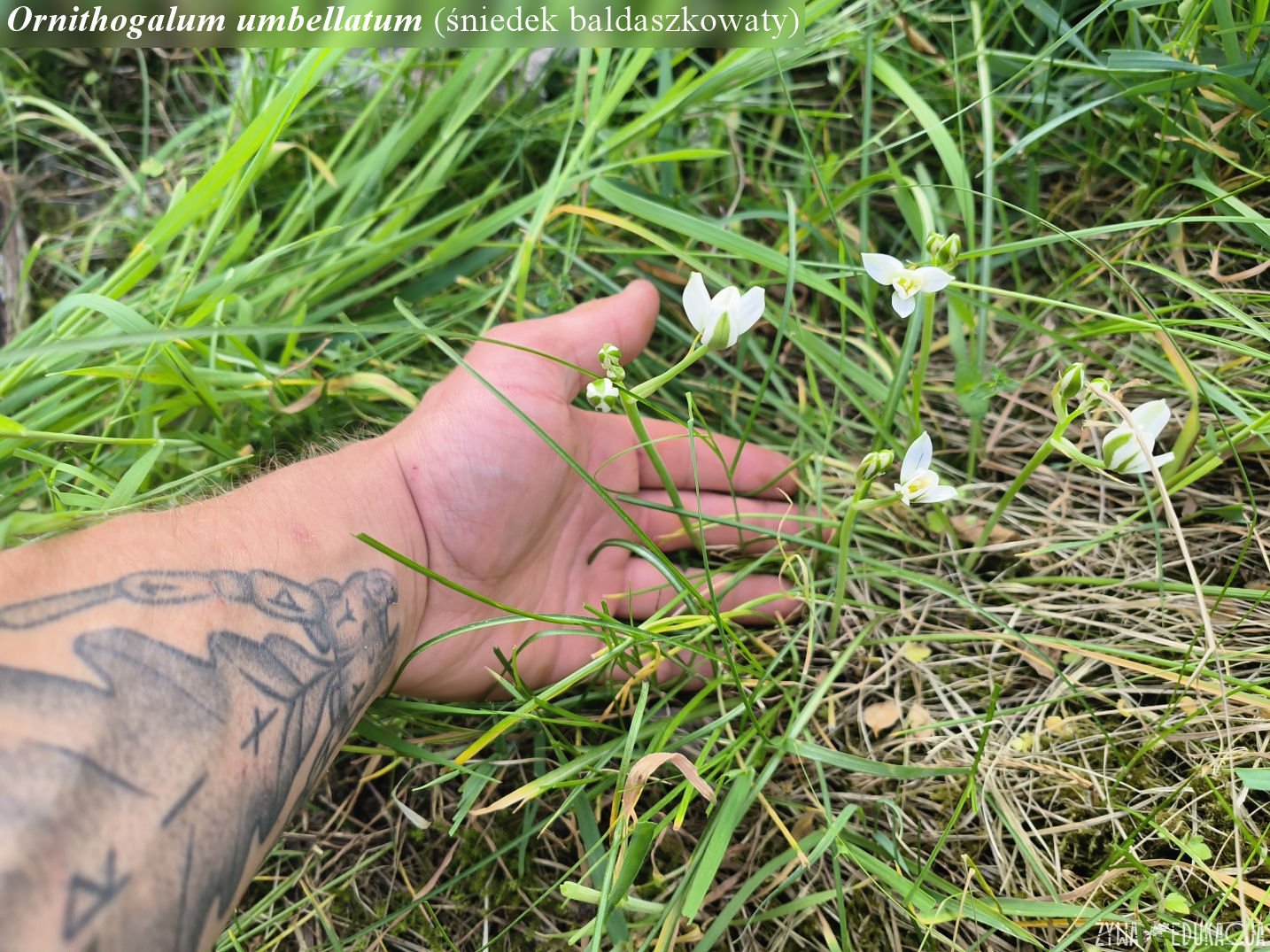 ornitho umbellatum 052024