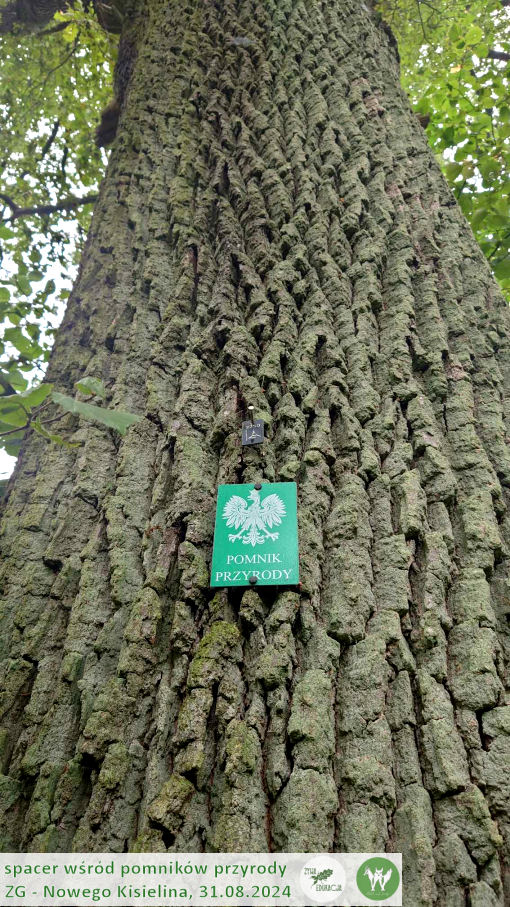 31 08 2024 spacer wśród pomników przyrody Nowego Kisielina (Zielona Góra) - Żywa Edukacja - Sebastian Pilichowski, Fundacja Wild and Safe