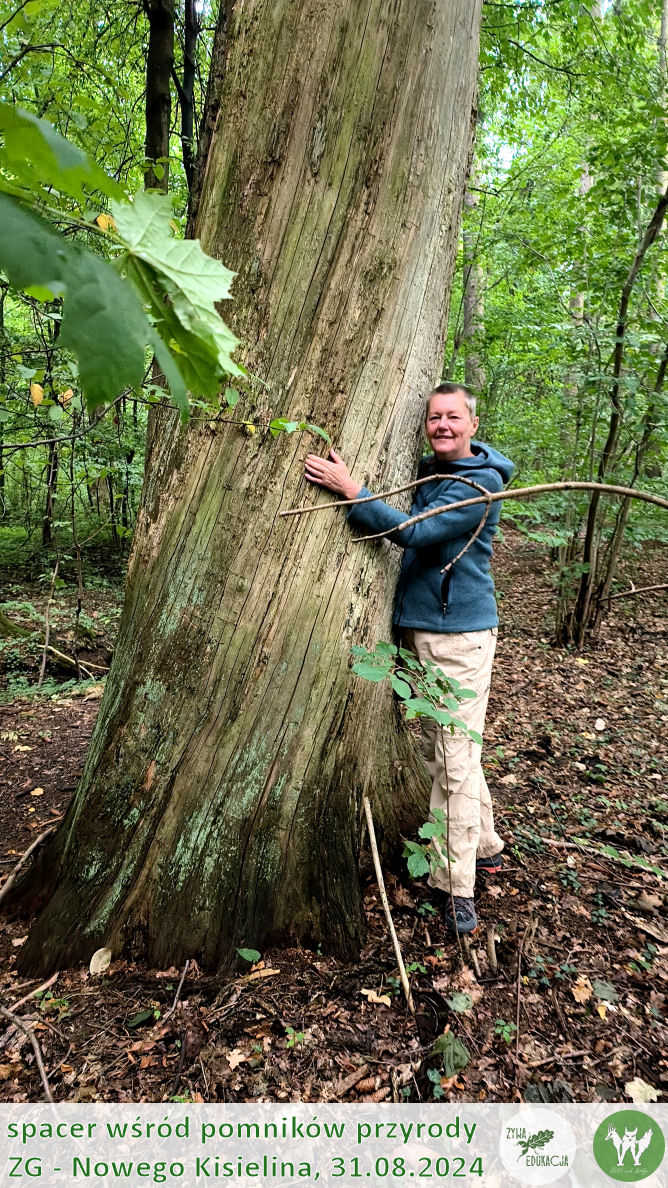 31 08 2024 spacer wśród pomników przyrody Nowego Kisielina (Zielona Góra) - Żywa Edukacja - Sebastian Pilichowski, Fundacja Wild and Safe