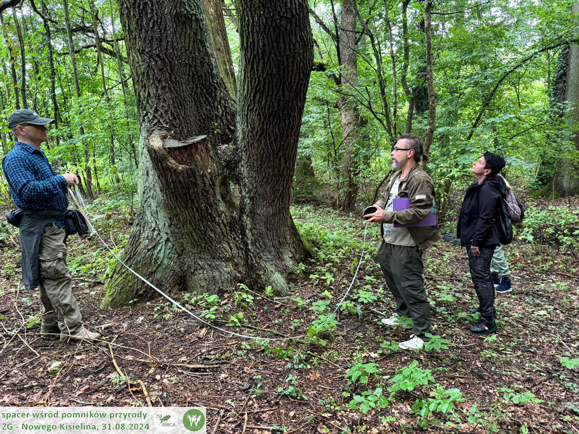 31 08 2024 spacer wśród pomników przyrody Nowego Kisielina (Zielona Góra) - Żywa Edukacja - Sebastian Pilichowski, Fundacja Wild and Safe