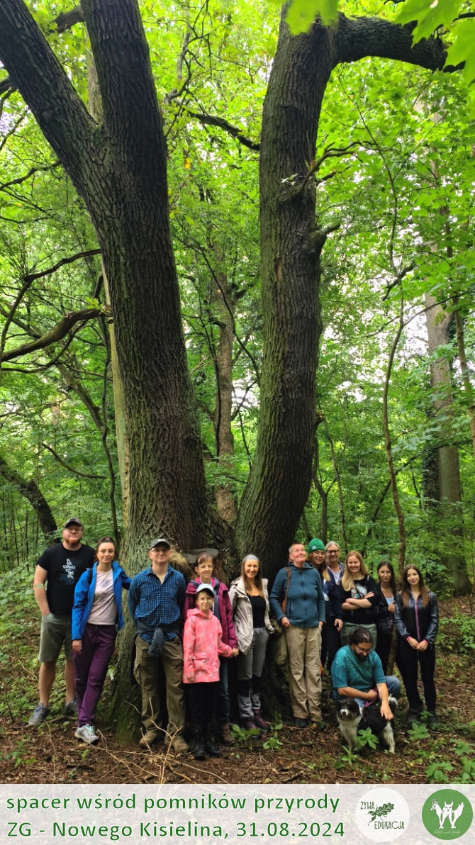 31 08 2024 spacer wśród pomników przyrody Nowego Kisielina (Zielona Góra) - Żywa Edukacja - Sebastian Pilichowski, Fundacja Wild and Safe