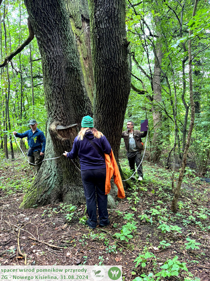 31 08 2024 spacer wśród pomników przyrody Nowego Kisielina (Zielona Góra) - Żywa Edukacja - Sebastian Pilichowski, Fundacja Wild and Safe