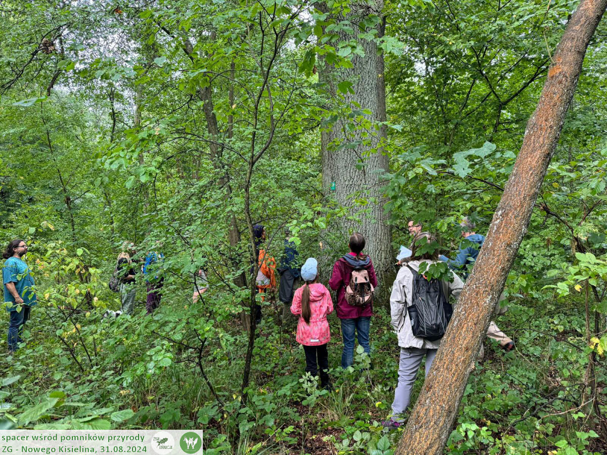 31 08 2024 spacer wśród pomników przyrody Nowego Kisielina (Zielona Góra) - Żywa Edukacja - Sebastian Pilichowski, Fundacja Wild and Safe