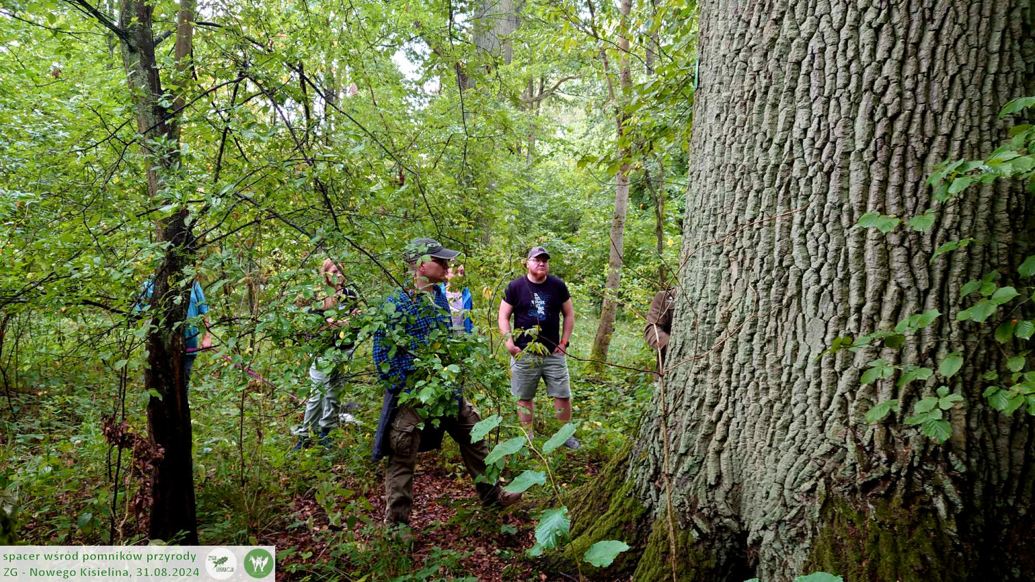 31 08 2024 spacer wśród pomników przyrody Nowego Kisielina (Zielona Góra) - Żywa Edukacja - Sebastian Pilichowski, Fundacja Wild and Safe