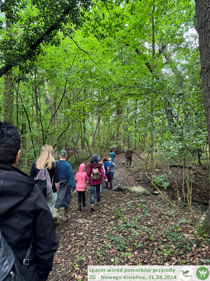 31 08 2024 spacer wśród pomników przyrody Nowego Kisielina (Zielona Góra) - Żywa Edukacja - Sebastian Pilichowski, Fundacja Wild and Safe