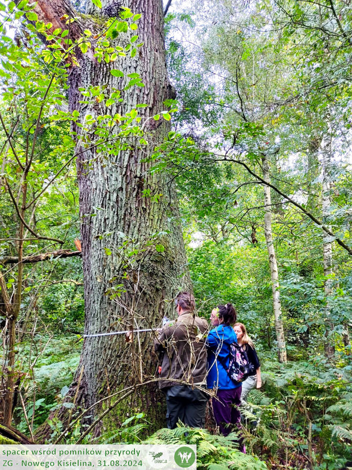 31 08 2024 spacer wśród pomników przyrody Nowego Kisielina (Zielona Góra) - Żywa Edukacja - Sebastian Pilichowski, Fundacja Wild and Safe