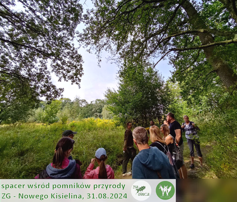 31 08 2024 spacer wśród pomników przyrody Nowego Kisielina (Zielona Góra) - Żywa Edukacja - Sebastian Pilichowski, Fundacja Wild and Safe