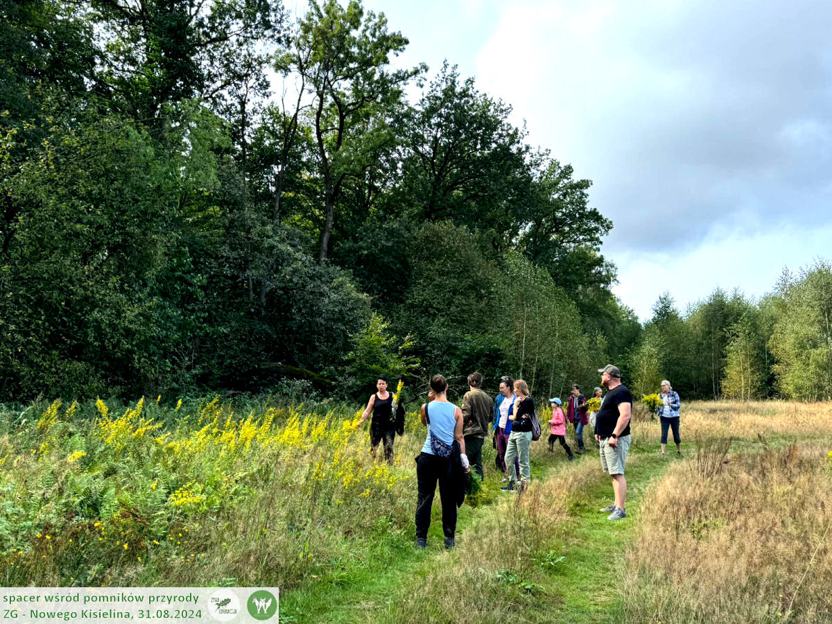 31 08 2024 spacer wśród pomników przyrody Nowego Kisielina (Zielona Góra) - Żywa Edukacja - Sebastian Pilichowski, Fundacja Wild and Safe