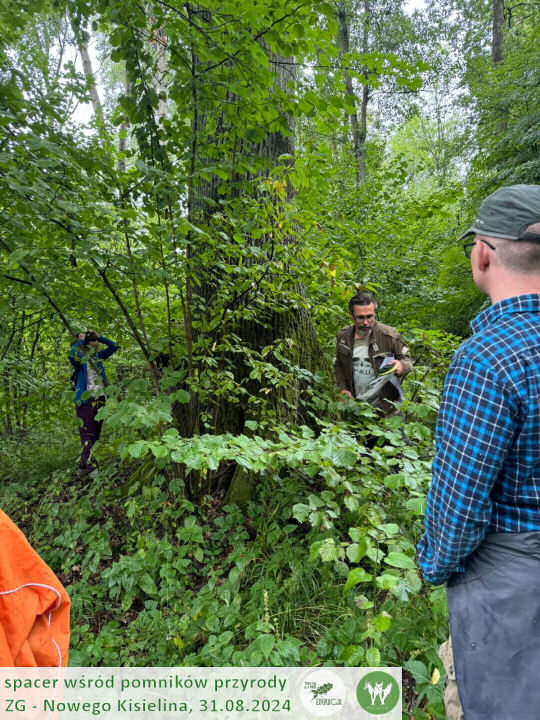 31 08 2024 spacer wśród pomników przyrody Nowego Kisielina (Zielona Góra) - Żywa Edukacja - Sebastian Pilichowski, Fundacja Wild and Safe