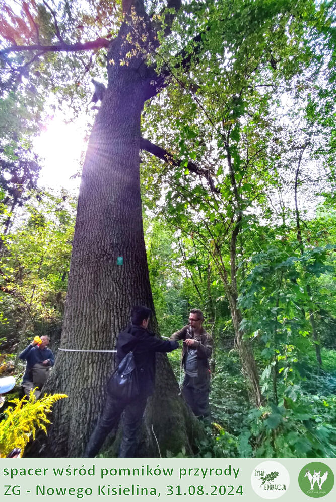 31 08 2024 spacer wśród pomników przyrody Nowego Kisielina (Zielona Góra) - Żywa Edukacja - Sebastian Pilichowski, Fundacja Wild and Safe