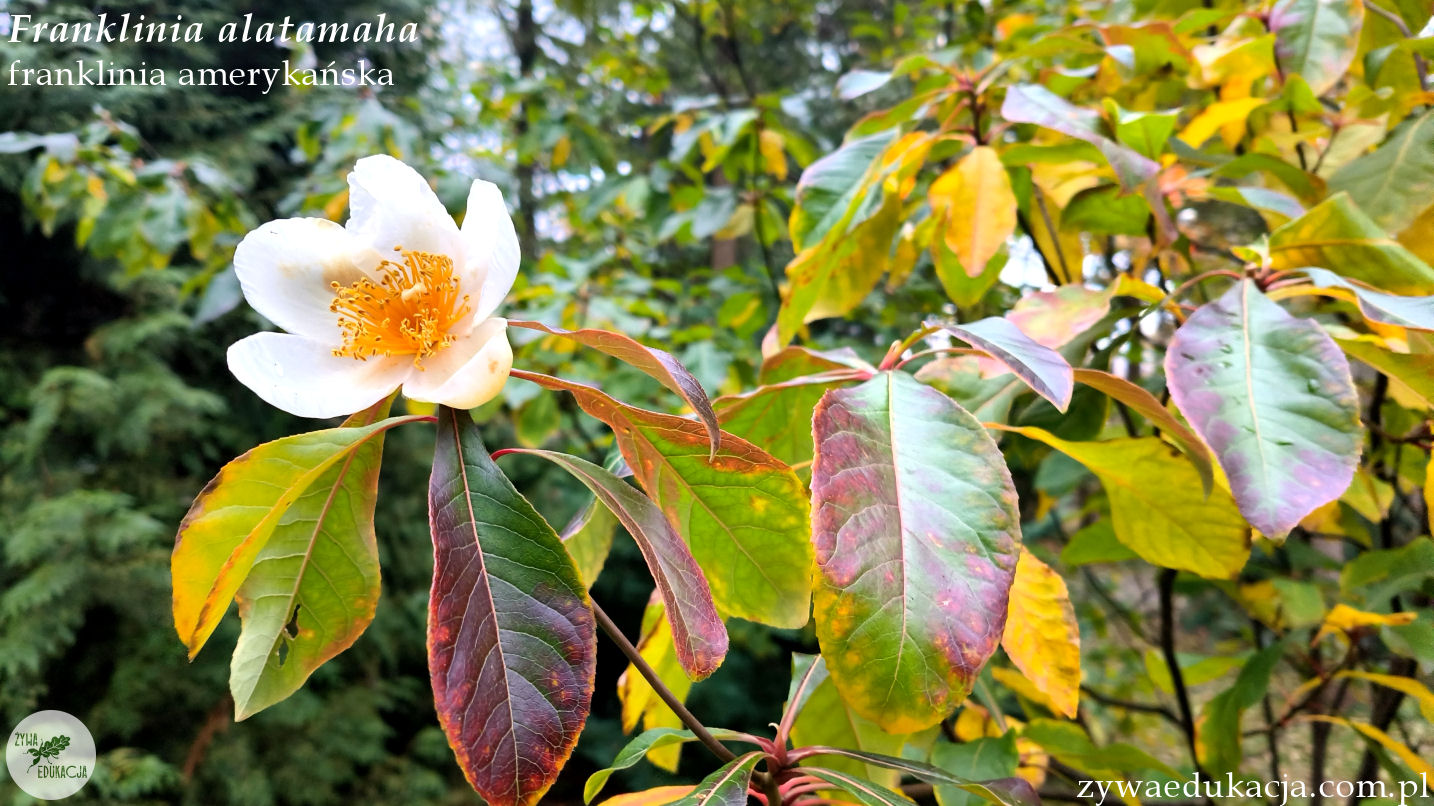 Franklinia alatamaha franklinia amerykańska Ogród Botaniczny Zielona Góra Sebastian Pilichowski Żywa Edukacja