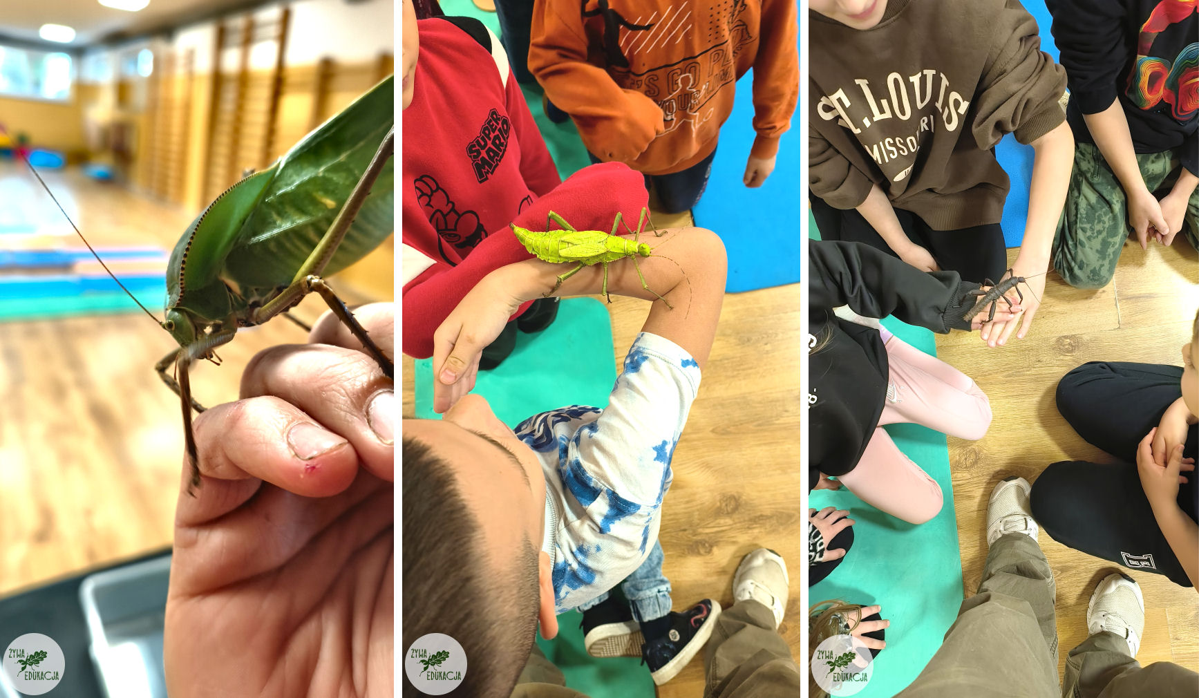 liststart sp 12 xi24