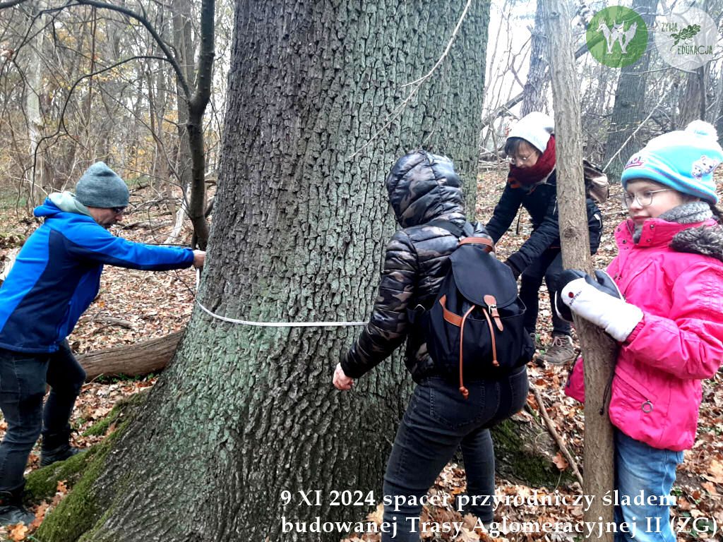 spacer Trasa Aglomeracyjna II Fundacja Wild and Safe Żywa Edukacja Sebastian Pilichowski Miejski Druid 9.11.2024