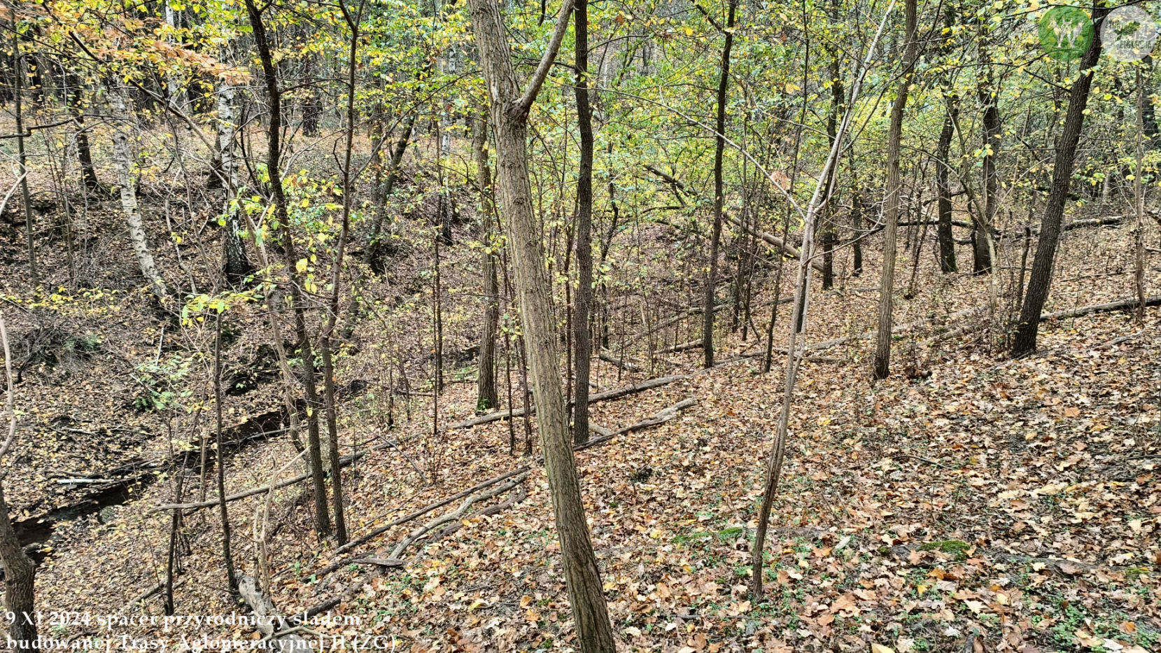 spacer Trasa Aglomeracyjna II Fundacja Wild and Safe Żywa Edukacja Sebastian Pilichowski Miejski Druid 9.11.2024