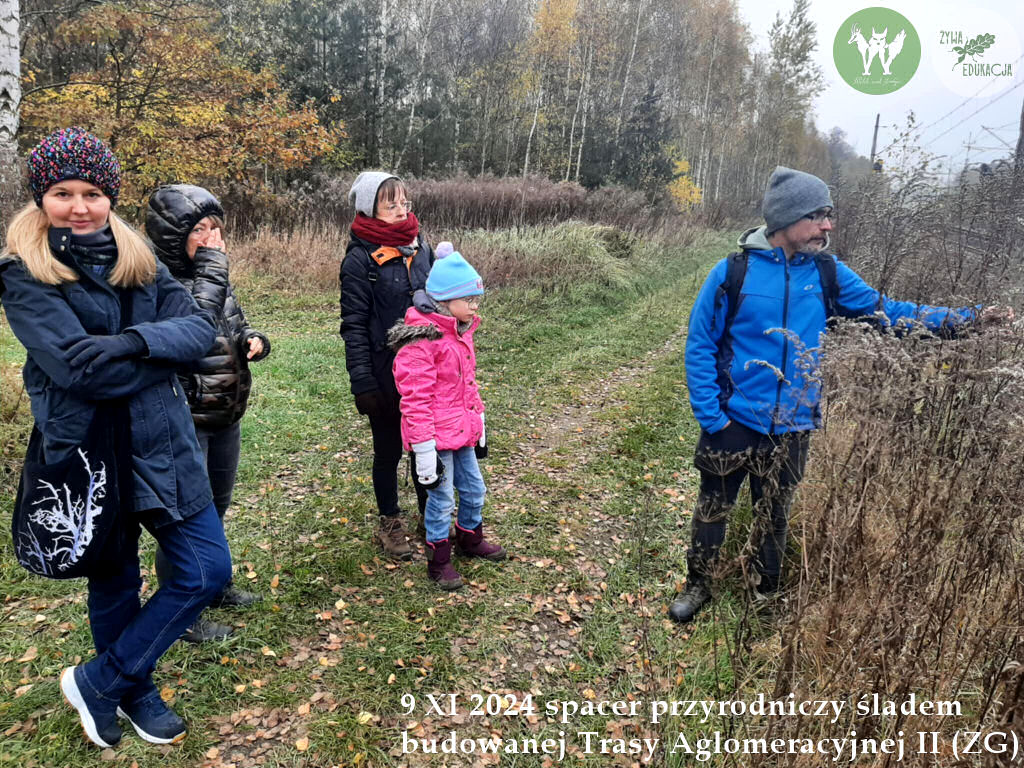 spacer Trasa Aglomeracyjna II Fundacja Wild and Safe Żywa Edukacja Sebastian Pilichowski Miejski Druid 9.11.2024