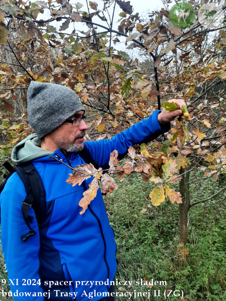 spacer Trasa Aglomeracyjna II Fundacja Wild and Safe Żywa Edukacja Sebastian Pilichowski Miejski Druid 9.11.2024