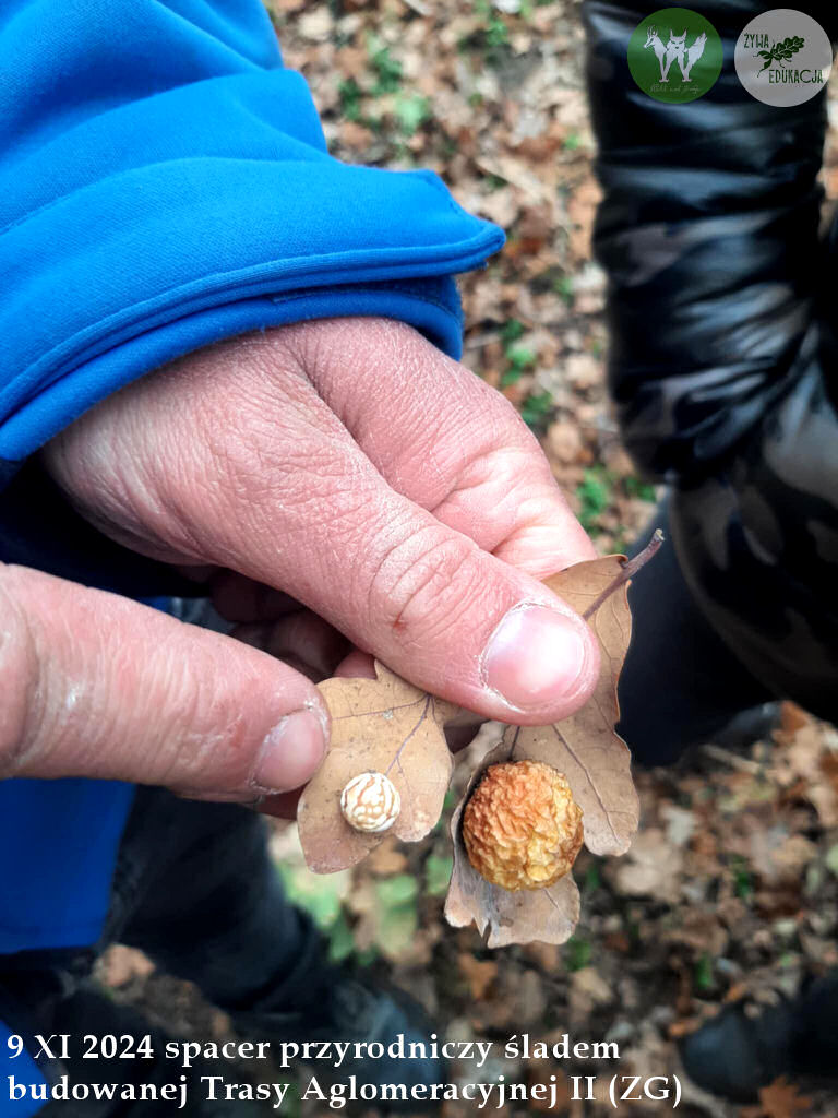 spacer Trasa Aglomeracyjna II Fundacja Wild and Safe Żywa Edukacja Sebastian Pilichowski Miejski Druid 9.11.2024