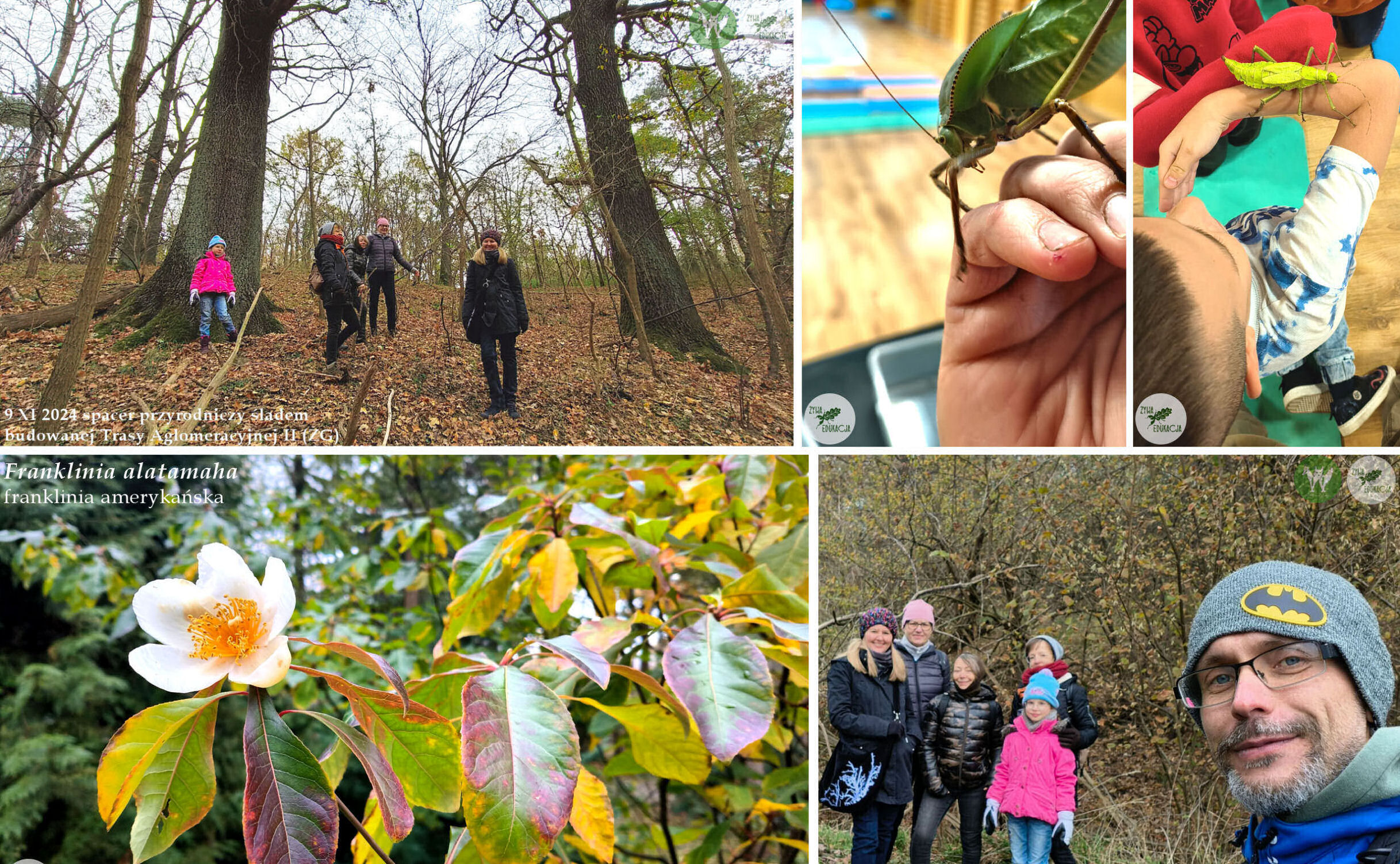 lekcja o owadach żywe owady szkoła przedszkole