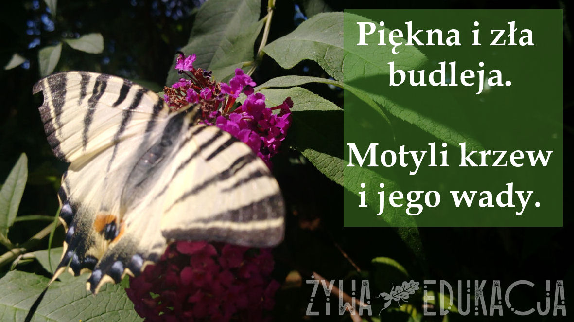 budleja b 012024 01 thumb