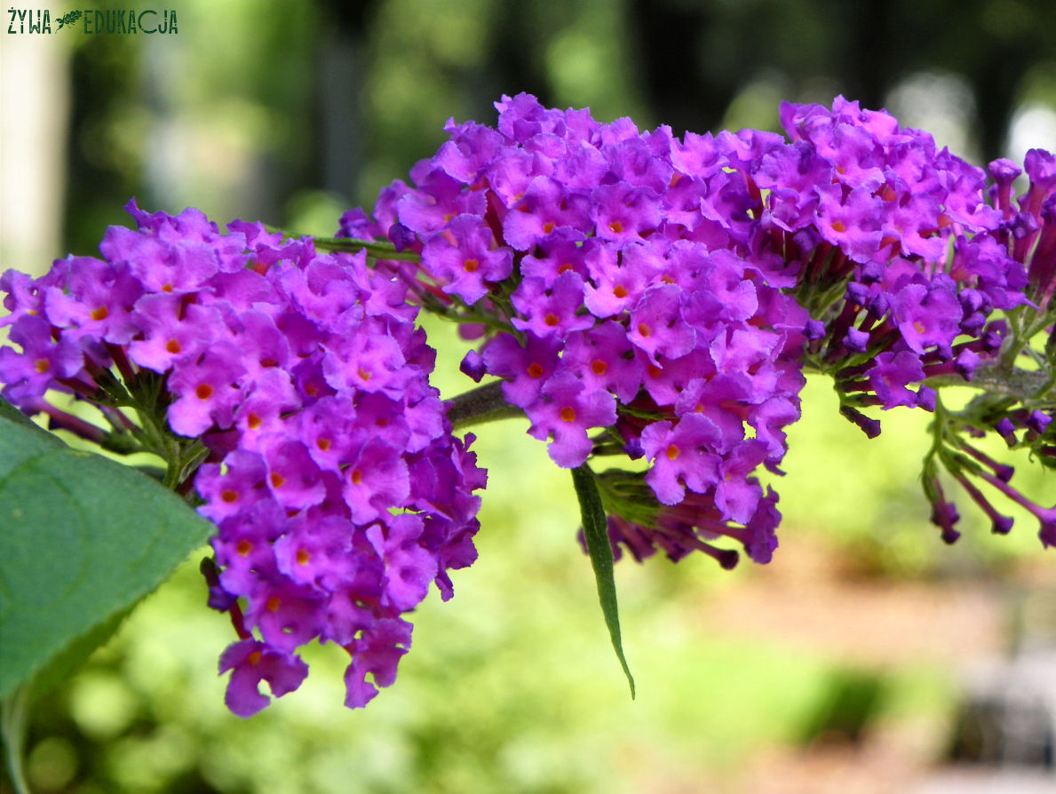 budleja dawida ekspansywny krzew