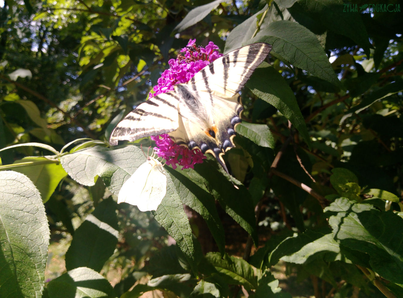 budleja dawida paź żeglarz latolistek cytrynek