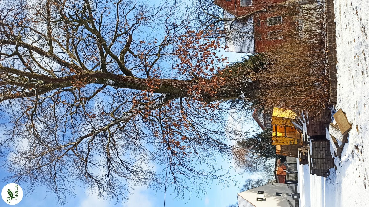 niedoradz drzewa zasypane korzenie