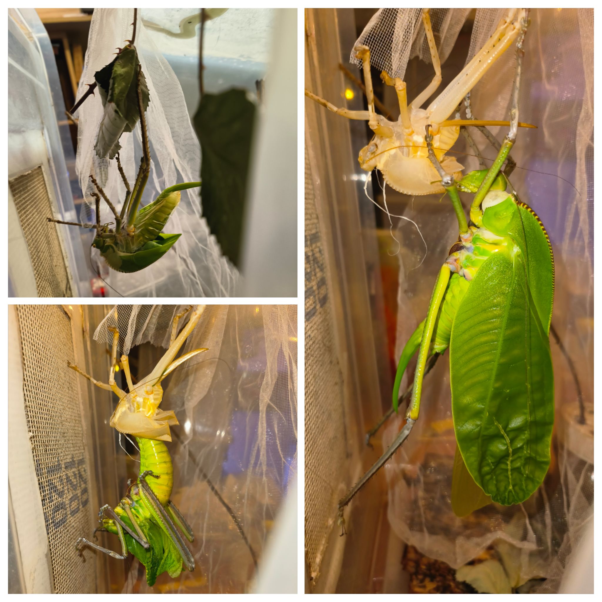 lutymarzec25 02 siliq