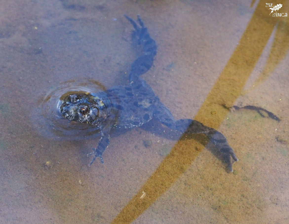 kumak nizinny Bombina bombina to płaz chroniony ściśle, wymagający ochrony czynnej