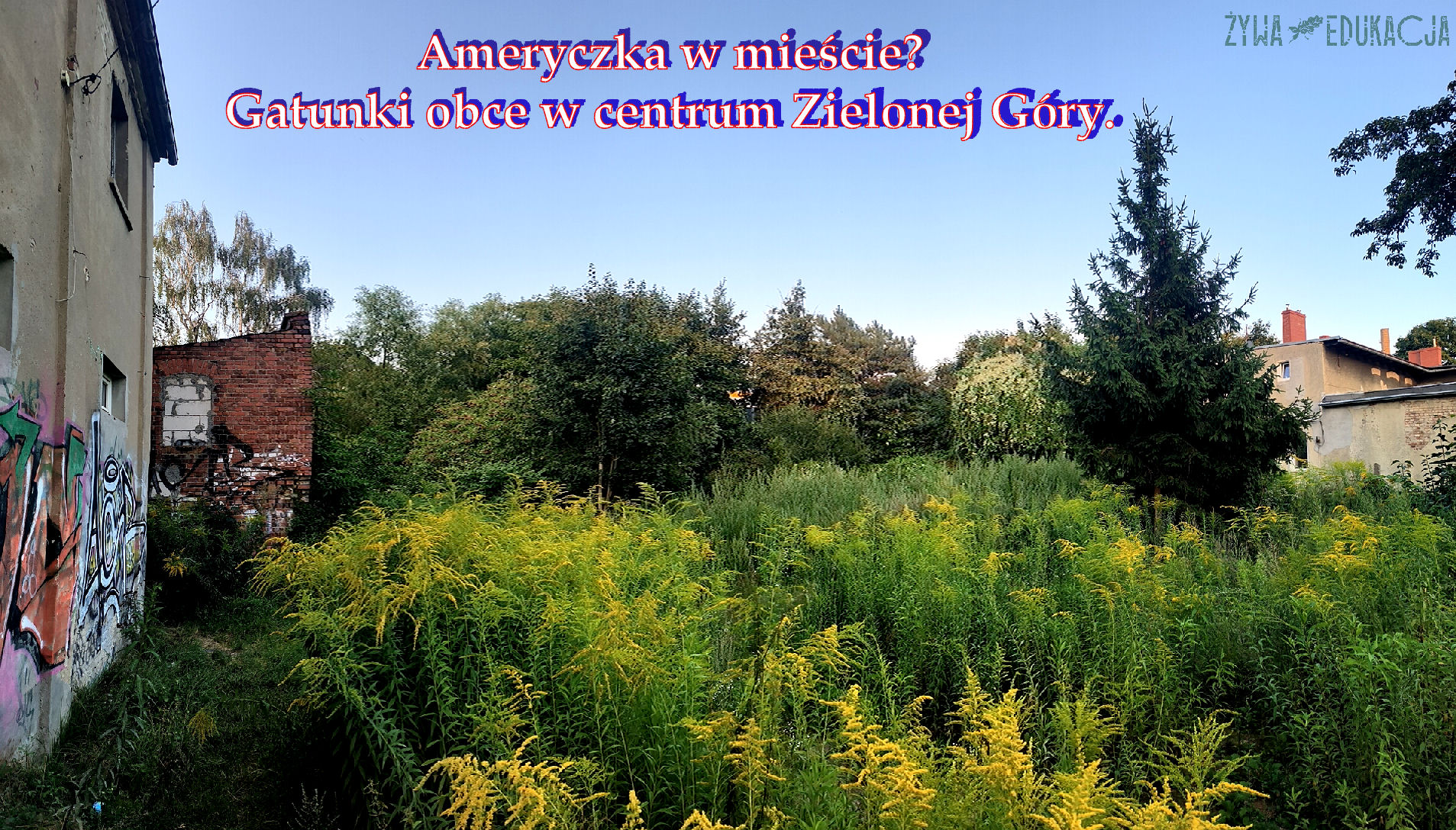 Ameryczka w miescie - kadr z centrum Zielonej Góry, gdzie dominują obce gatunki z Ameryki Północnej