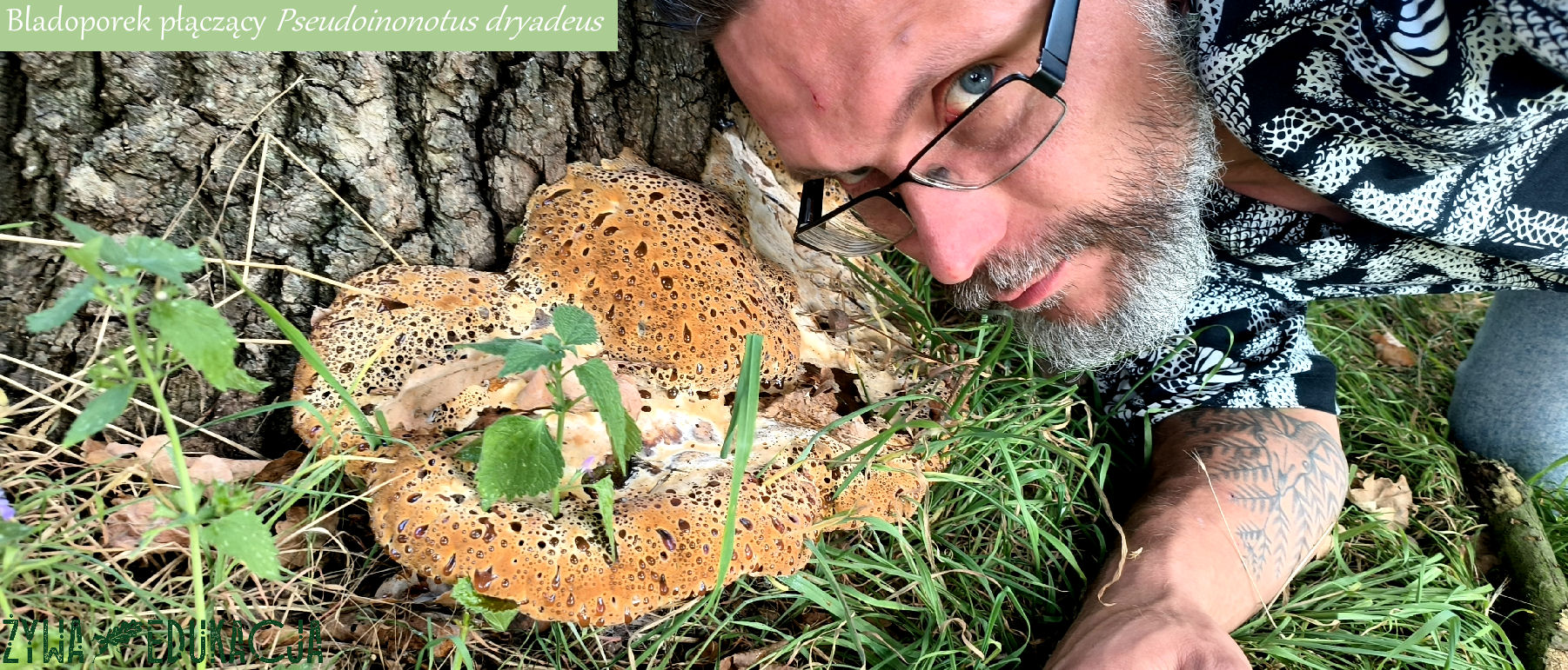 bladoporek płaczący Pseudoinonotus dryadeus na dębie szypułkowym w Żarach, lubuskie - rzadki grzyb, będący pasożytem naszych dębów; Żywa Edukacja - Sebastian Pilichowski, Miejski Druid
