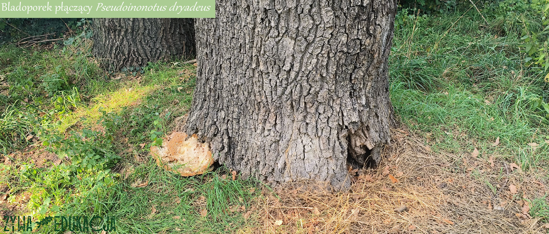 bladoporek płaczący Pseudoinonotus dryadeus na dębie szypułkowym w Żarach, lubuskie - rzadki grzyb, będący pasożytem naszych dębów; Żywa Edukacja - Sebastian Pilichowski, Miejski Druid