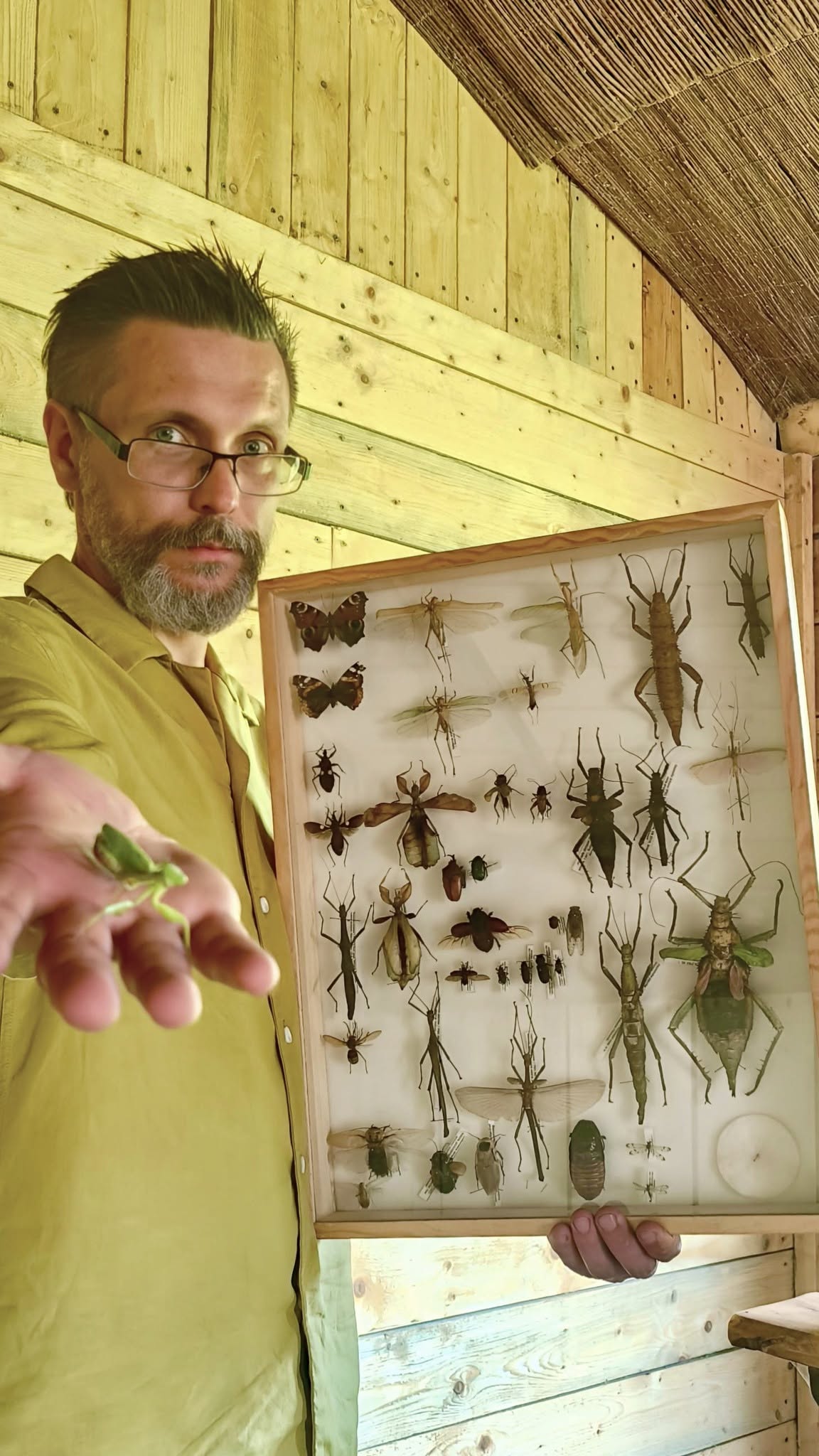 zajecia o owadach, gablota entomologiczna, lekcja o owadach, zoo łączna 0825 blog, żywa edukacja