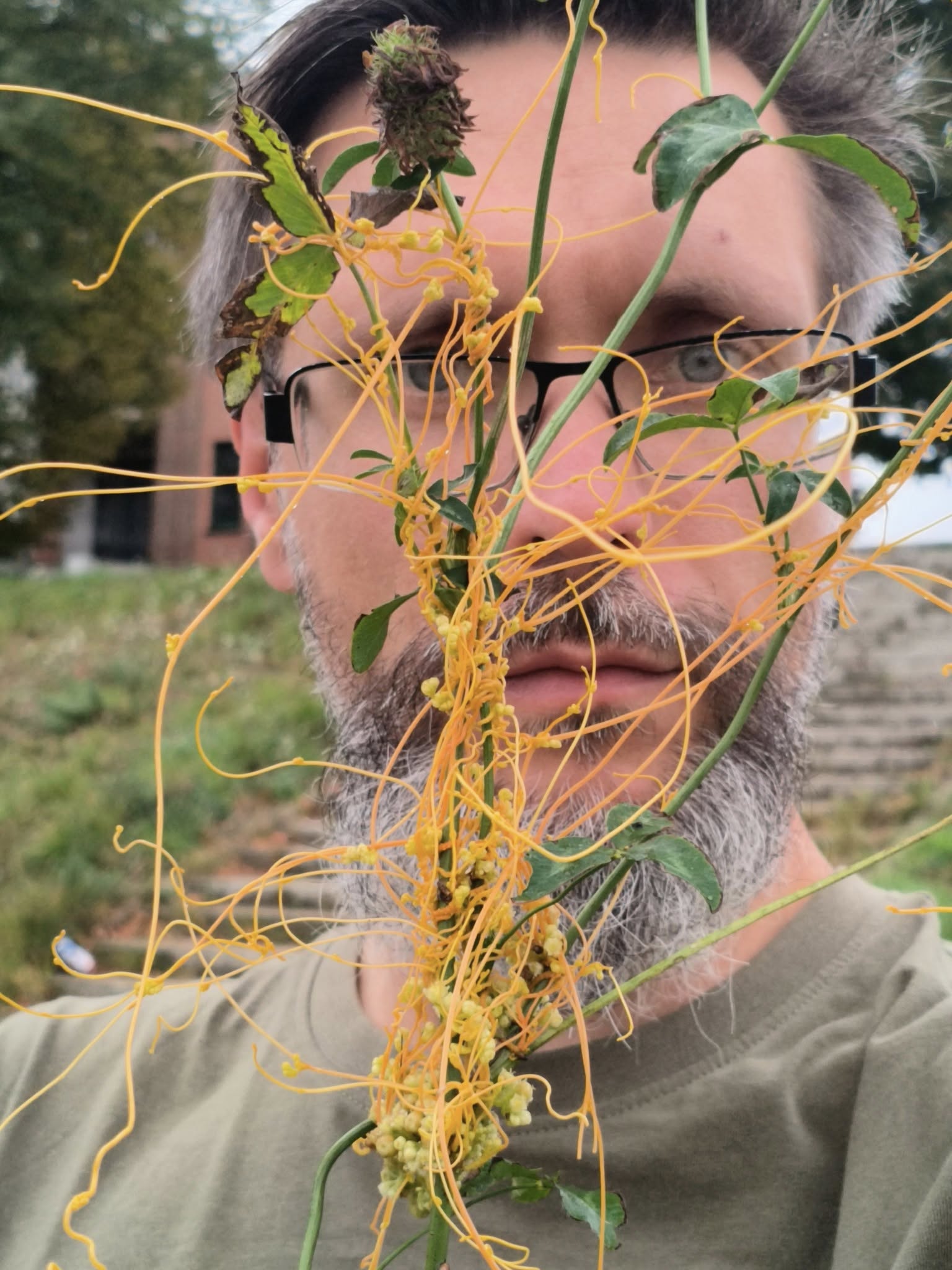 091025 kakianka Cuscuta Słubice przyroda Słubic pasożytnicza roślina