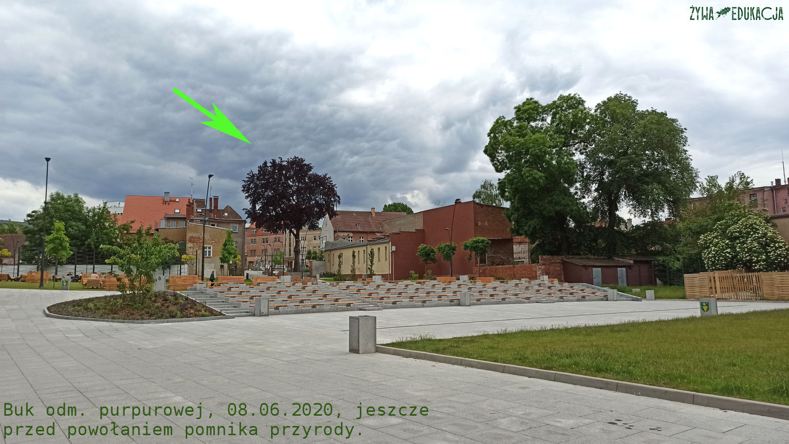 Plac Teatralny w Zielonej Górze, 08.06.2020, a w tle współczesny Buk Stanisław