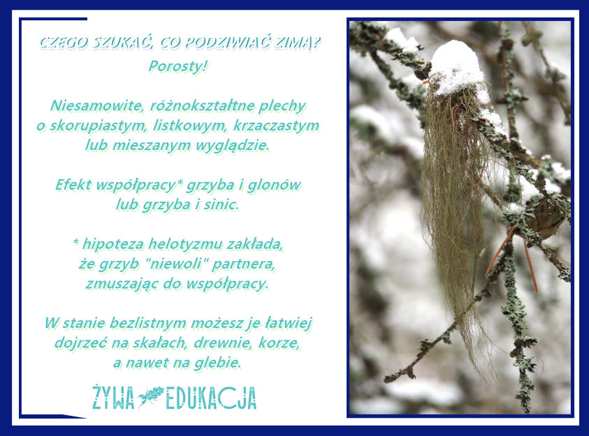 Czego szukać, co podziwiać zimą w przyrodzie? Jakich obserwacji można dokonać zimą?