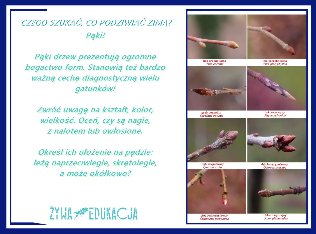 Czego szukać, co podziwiać zimą w przyrodzie? Jakich obserwacji można dokonać zimą? Pąki drzew!