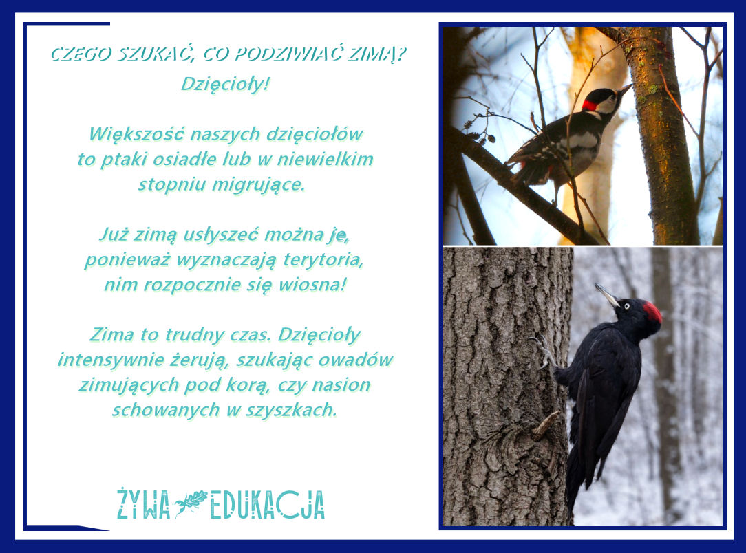 Czego szukać, co podziwiać zimą w przyrodzie? Jakich obserwacji można dokonać zimą? Dzięcioły!