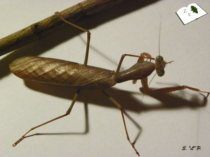 Samiec imago Sphodromantis gastrica