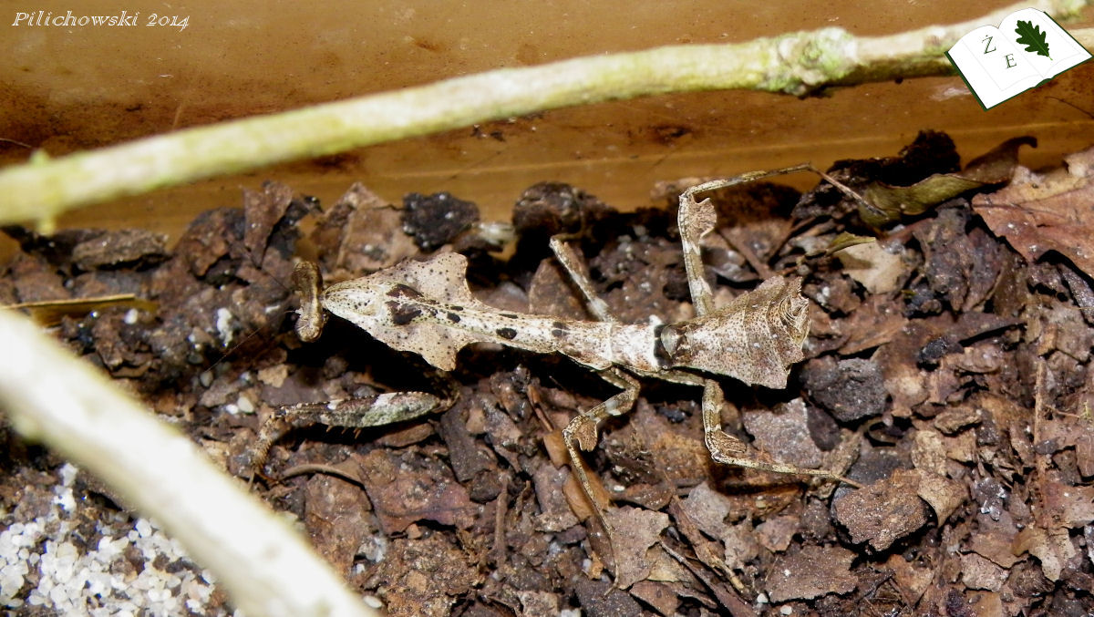 Deroplatys lobata