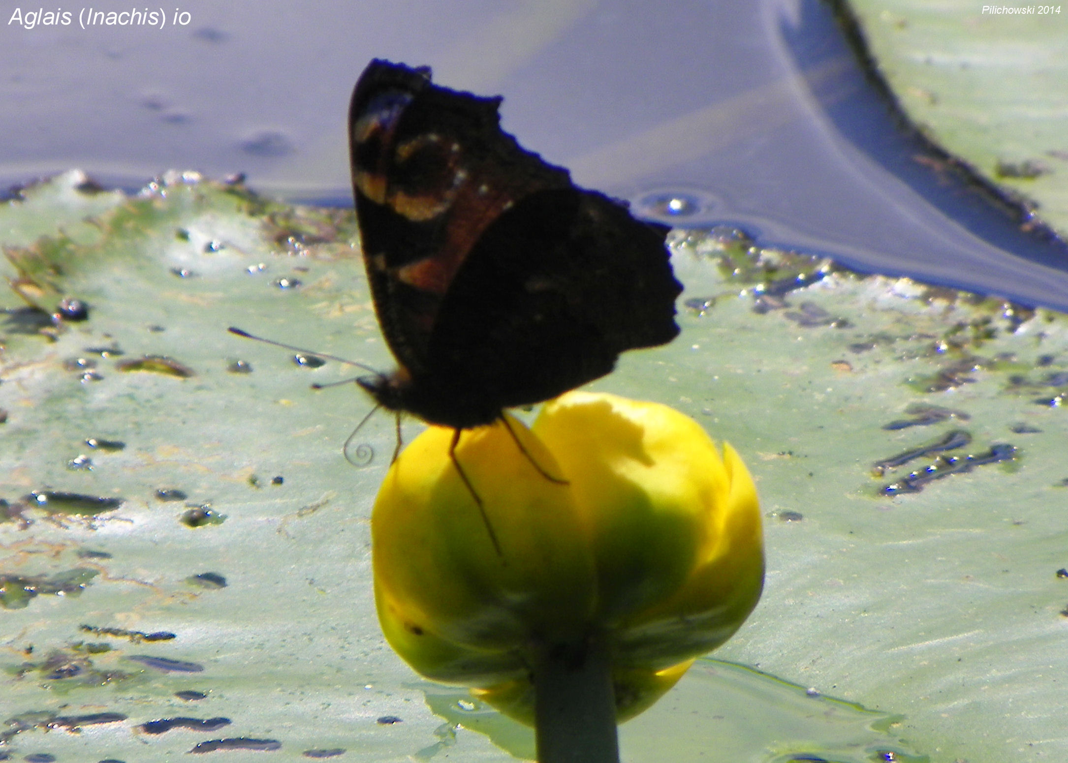 aglais io nuphar