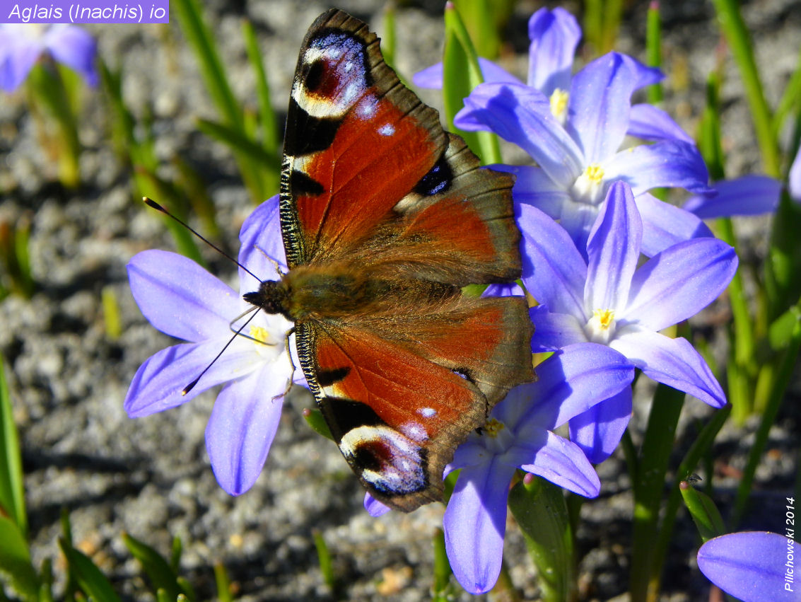 aglais io scilla