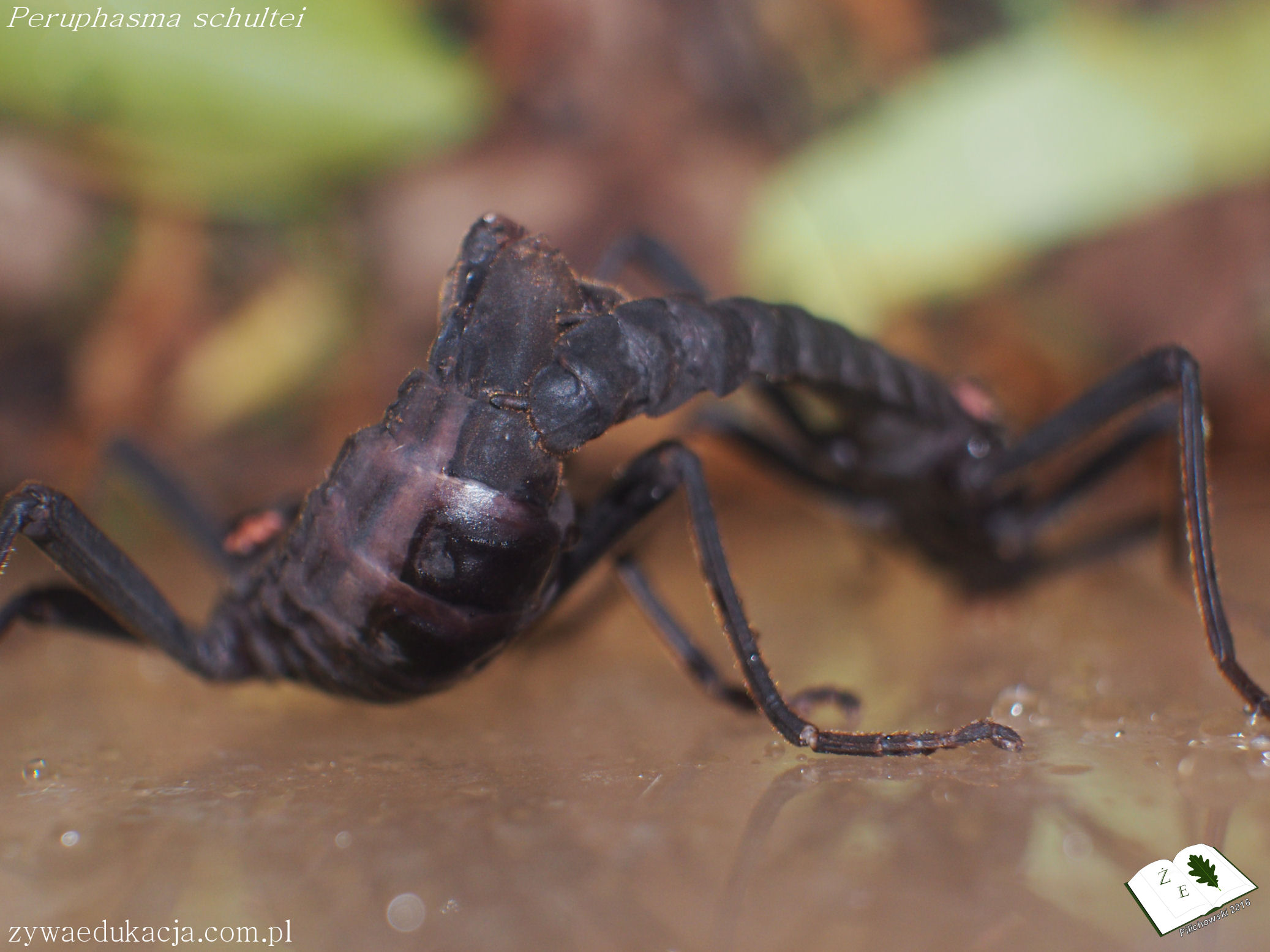 peru sch mating 01