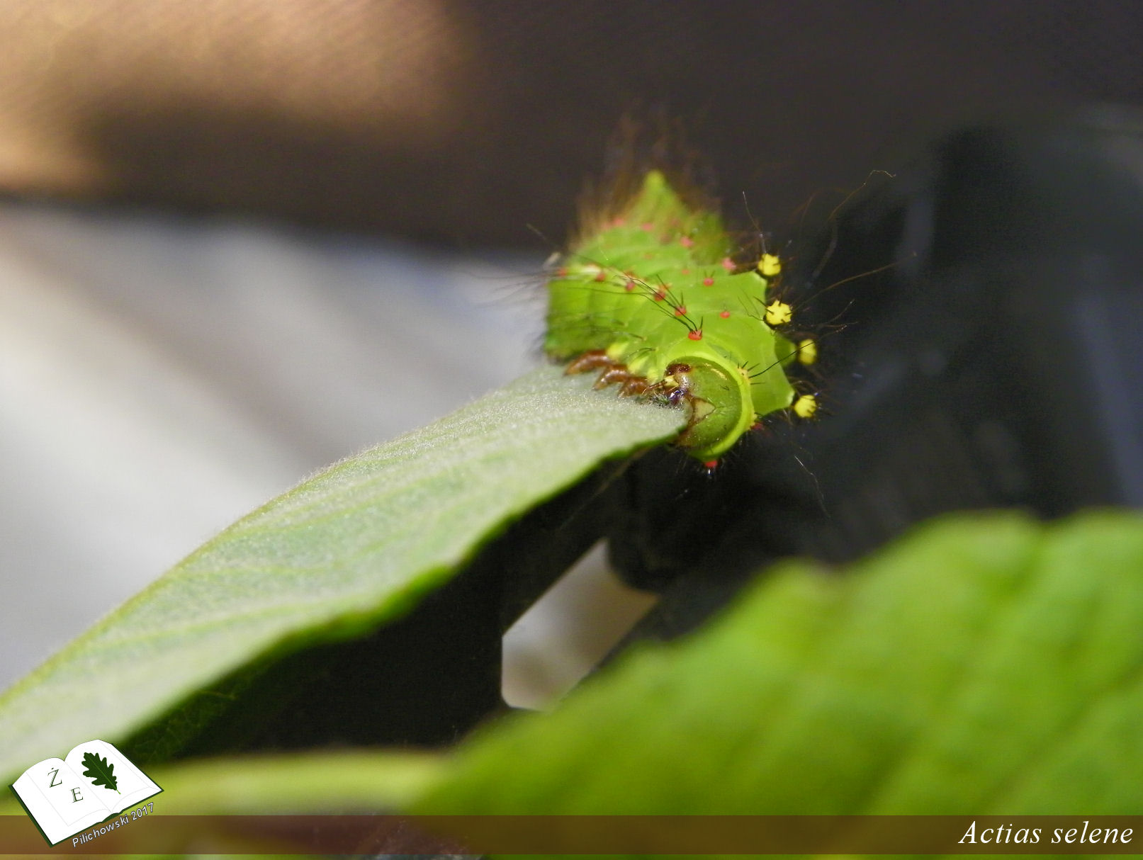 Actias selene