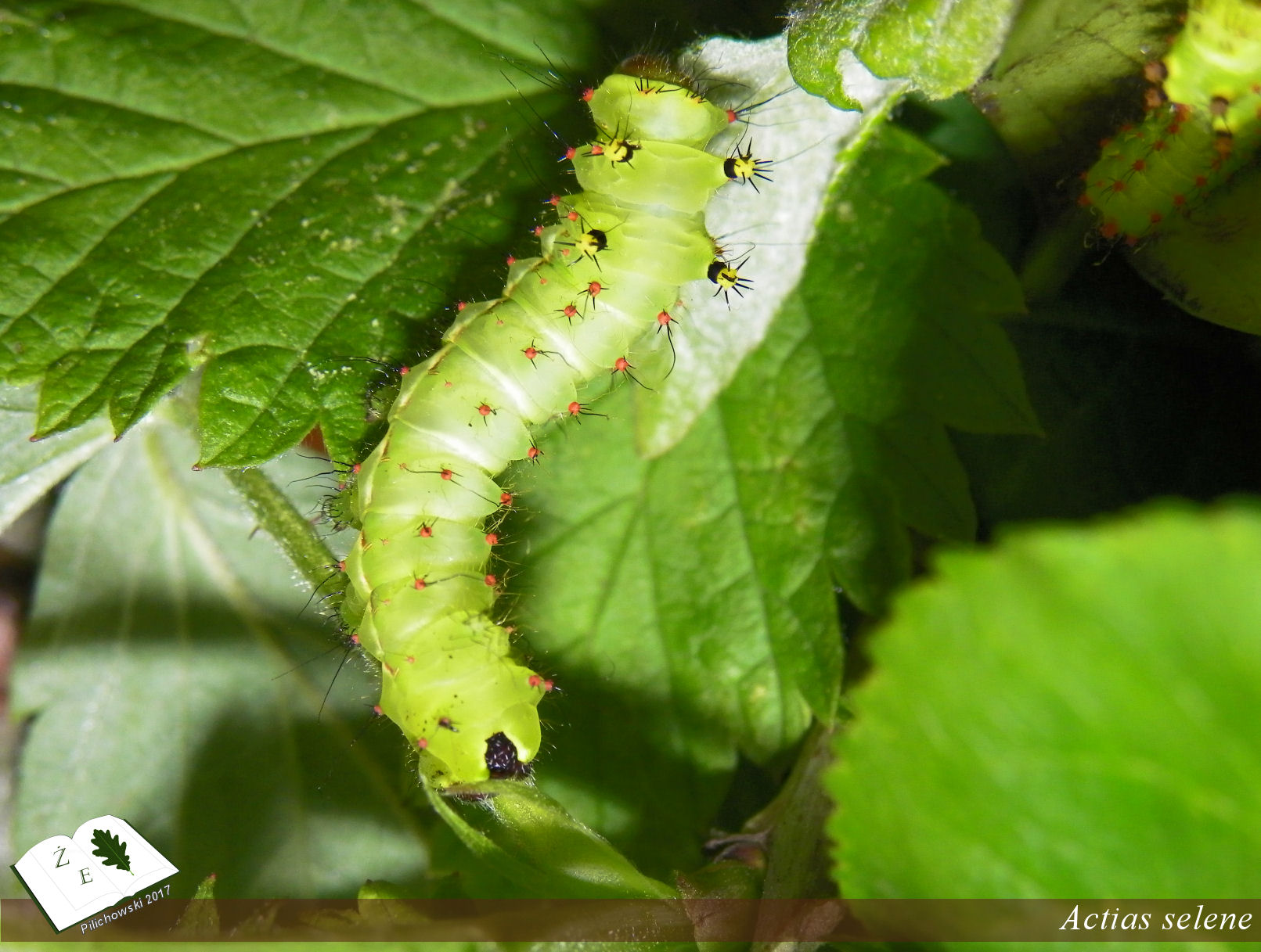 Actias selene