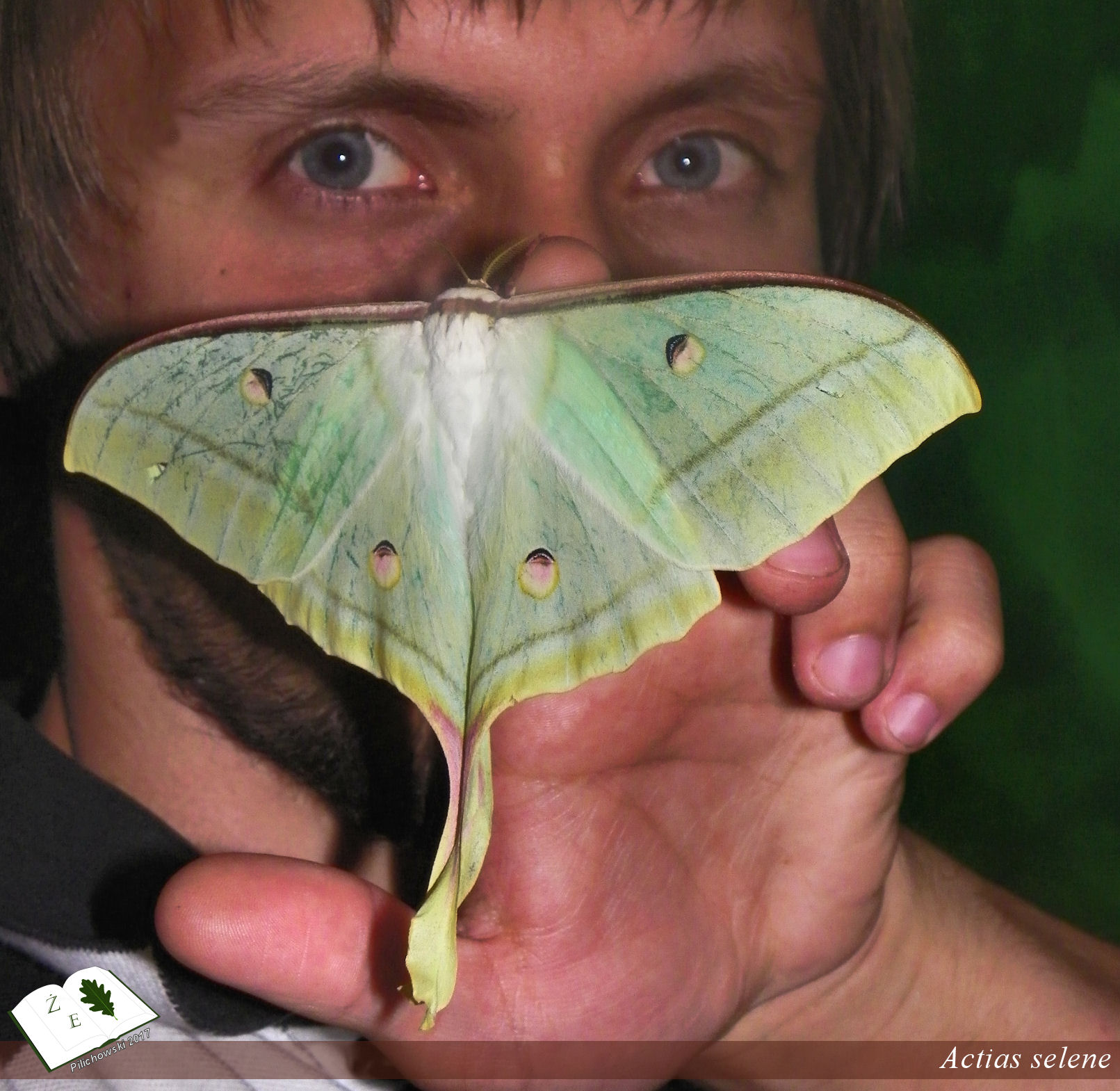 Actias selene