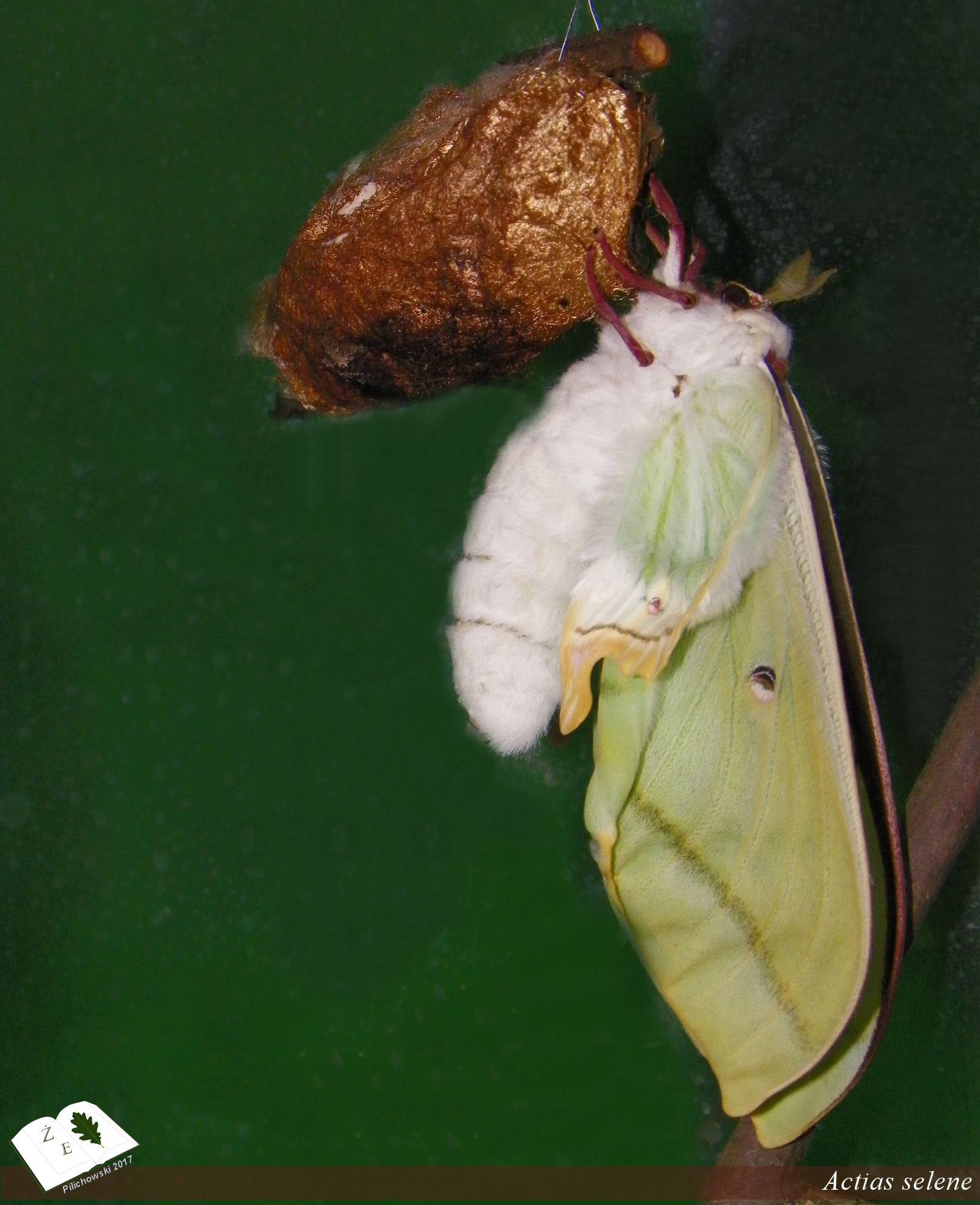 Actias selene