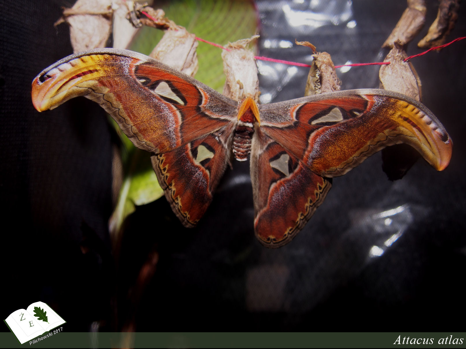 attacus atlas imago01