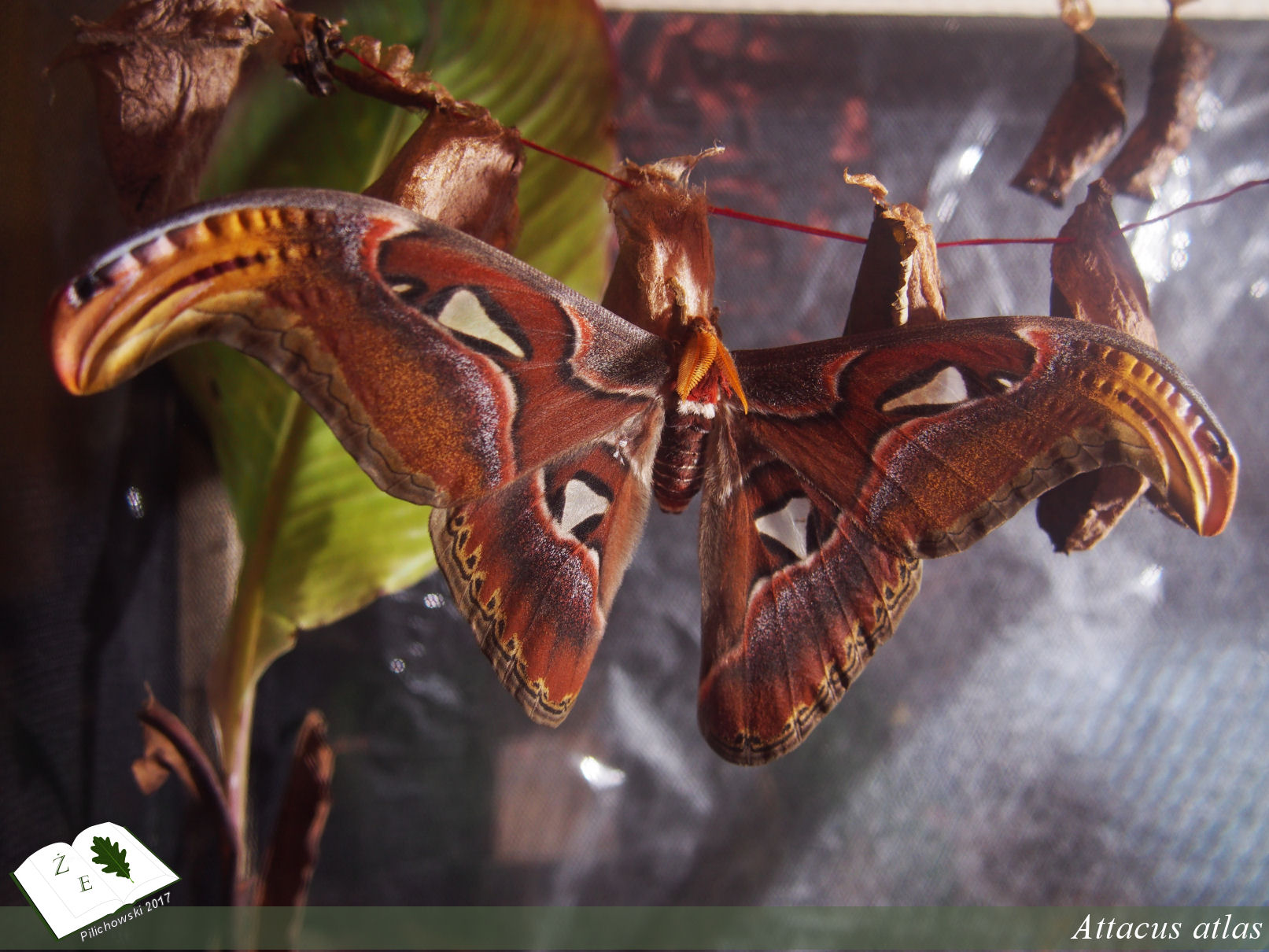 attacus atlas imago02