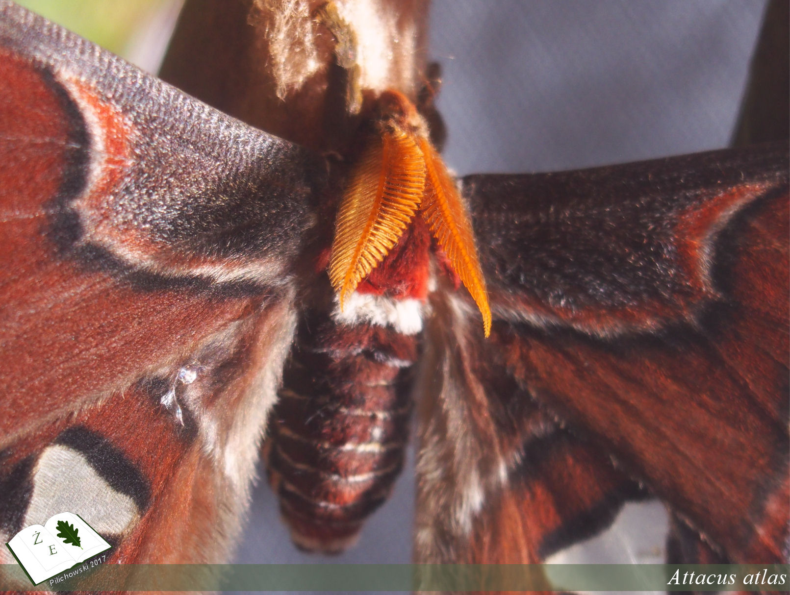 caligo memnon imago