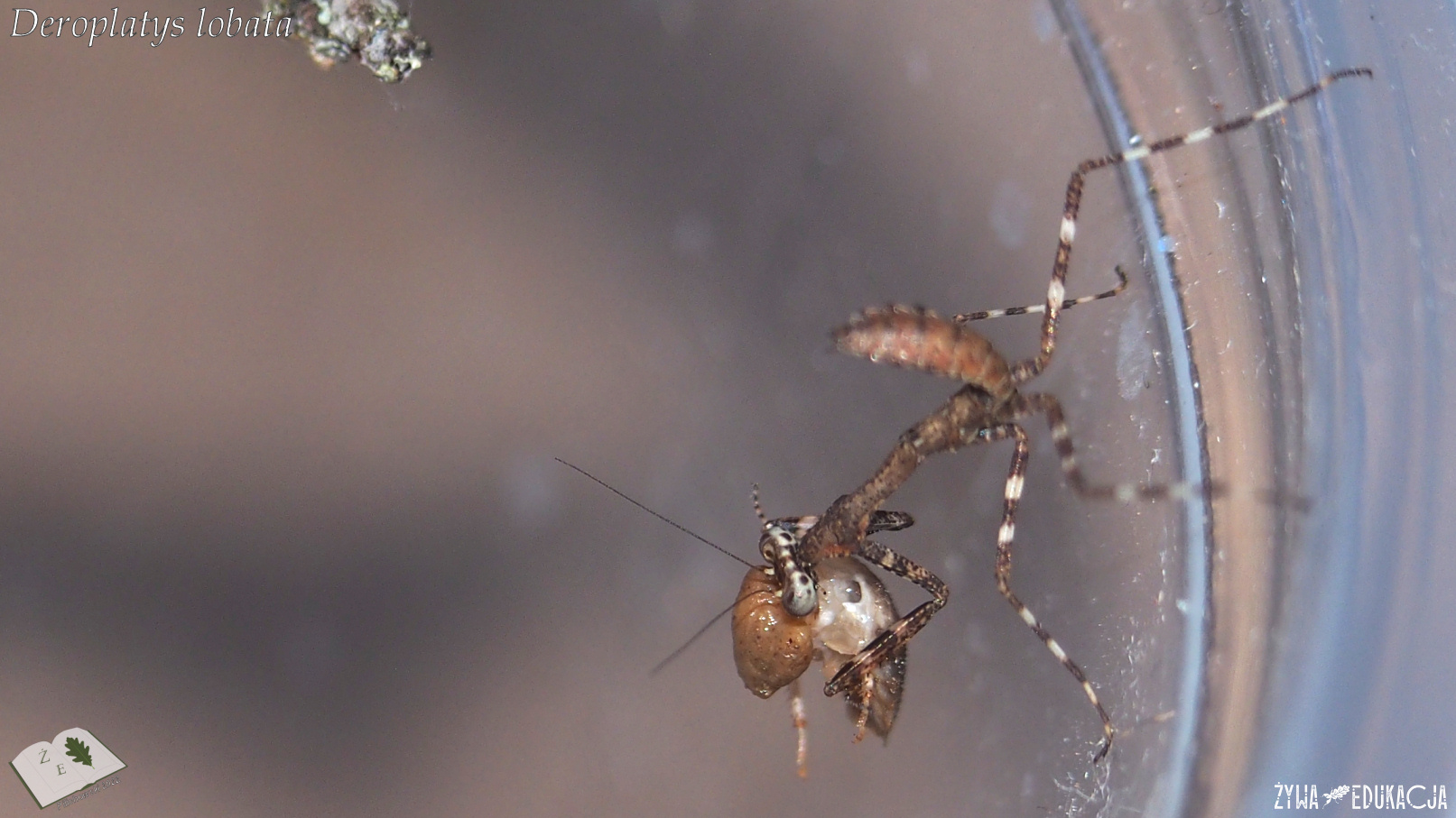 Deroplatys lobata